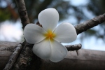 Kamboja Flower